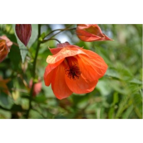 Chinese Lantern Tango Orange x 1 Plants Flowering Maple Cottage Garden Deciduous Shrubs/small trees Flowers Abutilon hybridum